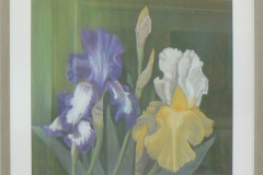 135 - Irises by Gillian Paterson | Pastel | $250.00 | Size W 44 X H 58 cm