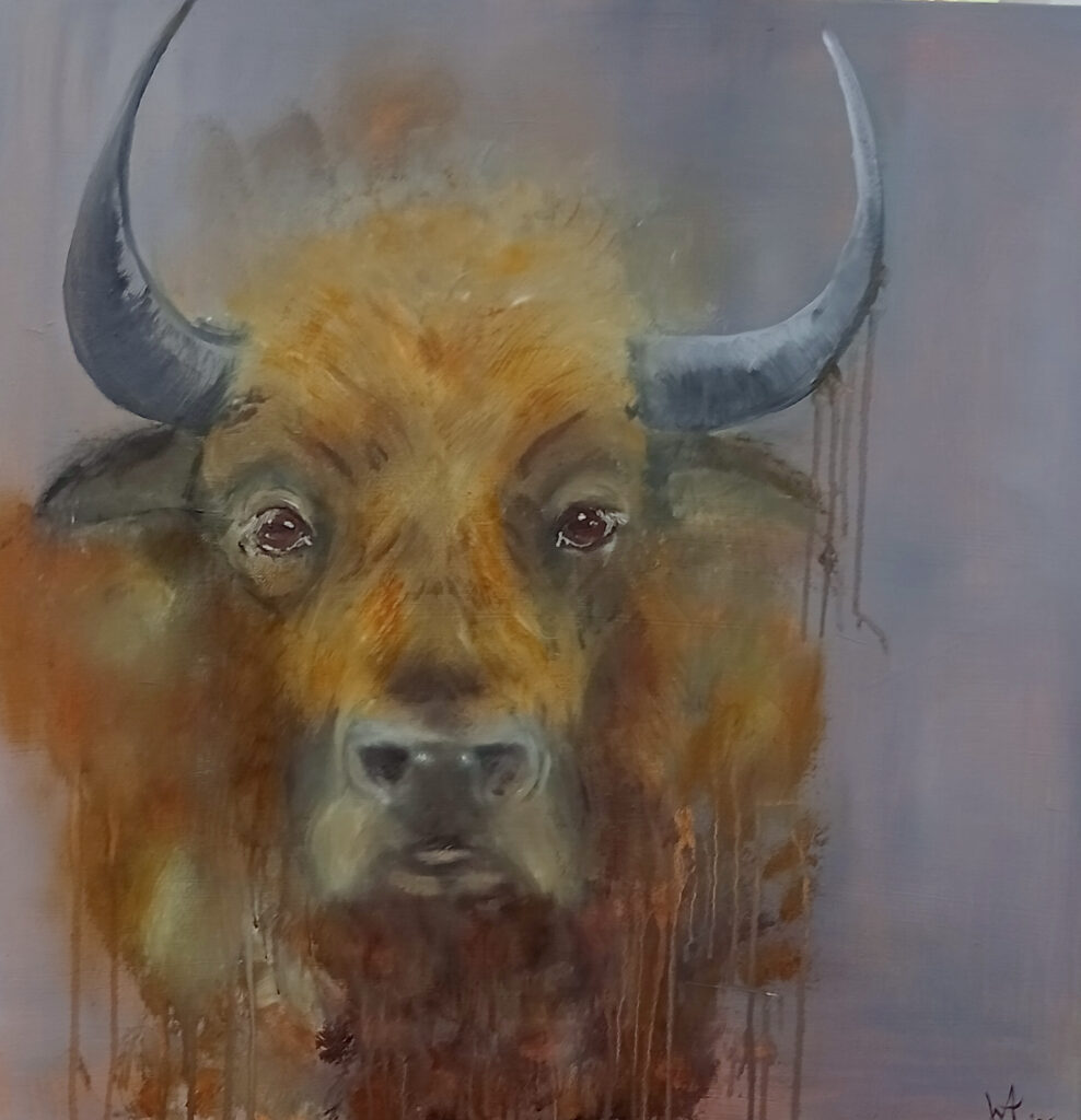 bull - Art Hawke's Bay